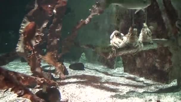 Kis őrölt cápák (carcharhiniformes) a lefolyó hajó mellett — Stock videók