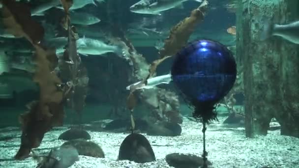 Boei gekatapuleerd in net onderwater, close-up — Stockvideo