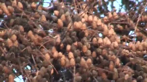 Hintergrund aus Lärchenzapfen, Nahaufnahme — Stockvideo