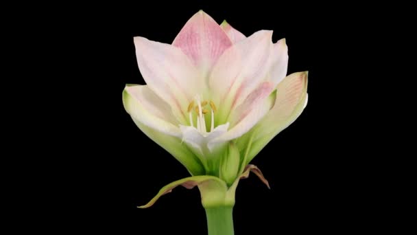 Time-lapse opening "Apple Blossom" Amaryllis kerst bloem alpha matte 4 — Stockvideo