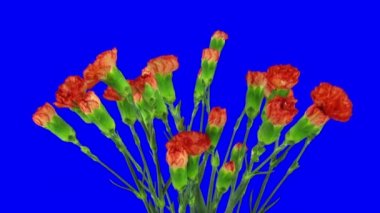 Kırmızı Dianthus çiçek 1b açılış hızlandırılmış
