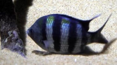 Başçavuş (Damselfish), yakın çekim