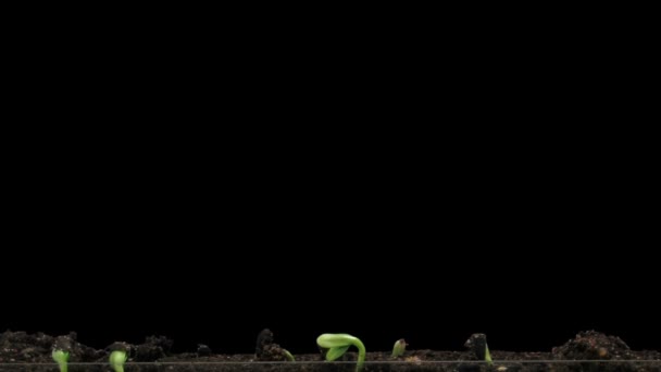 Tempo-lapso de germinação de sementes de girassol 6a2 — Vídeo de Stock