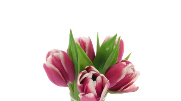Tempo-lapso de abertura tulipas vermelho-brancas em um vaso 1a — Vídeo de Stock