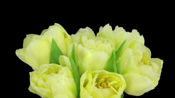 Time-lapse abertura amarelo tulipa buquê 9 — Vídeo de Stock