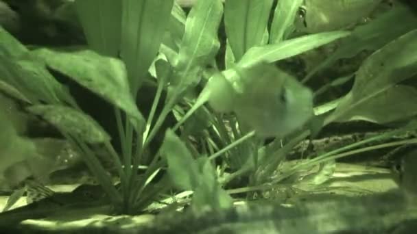 Риба на морському ліжку в інфрачервоному світлі 1 — стокове відео