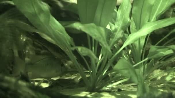 红外线下海床的鱼 2 — 图库视频影像