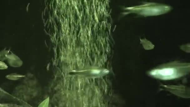 Buborékok és halak infravörös fényben — Stock videók