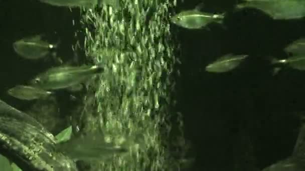 Burbujas y peces en luz infrarroja 2 — Vídeo de stock