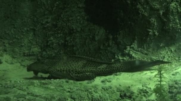赤外線光3の海底の魚 — ストック動画