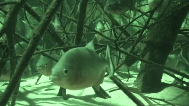 Piranhas ventre rosso in luce infrarossa — Video Stock