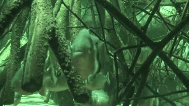 Röd bellied Piranhas i infrarött ljus 2 — Stockvideo