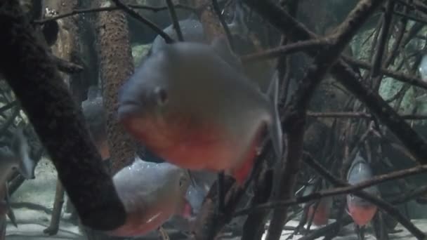 Röd bellied Piranhas 3 — Stockvideo