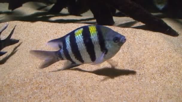 Peces en el fondo del mar 5 — Vídeos de Stock