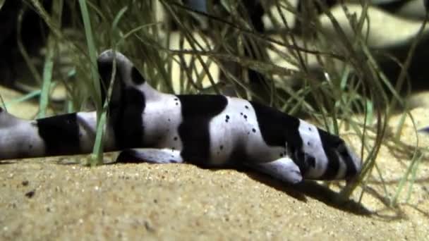 Bamboo shark, close-up — Stock Video