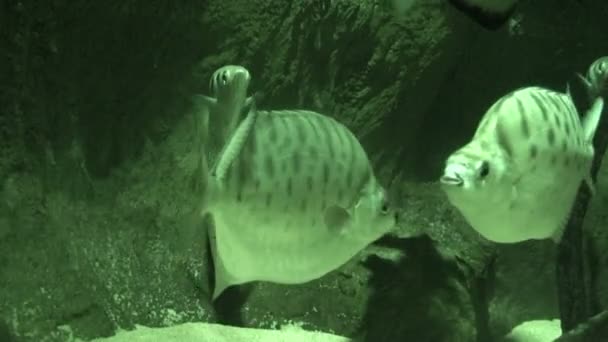 Fish at sea bed in infra-red light 5 — Stock Video