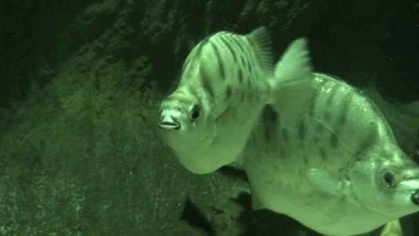 Primer plano de los peces en luz infrarroja — Vídeos de Stock