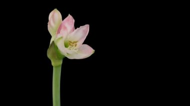 Hızlandırılmış açılış 