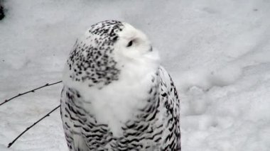 Dişi karlı baykuş üç (Bubo scandiacus) kışın