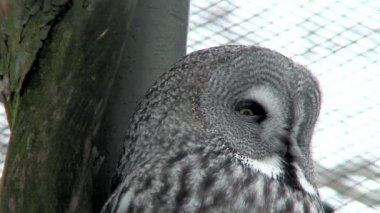 Büyük gri baykuş (Strix nebulosa) iki