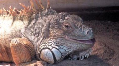 Iguana bir (Iguanidae Iguana), yakın çekim