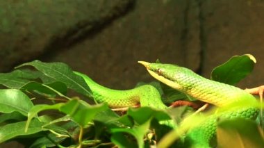 Vietnam uzun burunlu yılan (Rhynchophis Boulengeri)