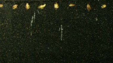 Buğday tohumu yetiştirmenin hızlandırılmışlığı 2