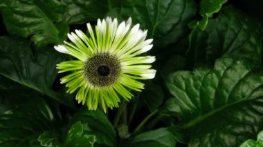 Pembe zinnia çiçek büyüyen 4 hızlandırılmış