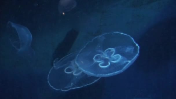 Meduse lunari (Aurelia aurita ) — Video Stock