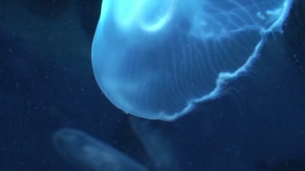 Medusas de luna (Aurelia aurita) 3 — Vídeos de Stock