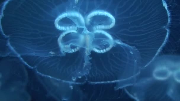 Medusas de luna (Aurelia aurita) dos — Vídeos de Stock