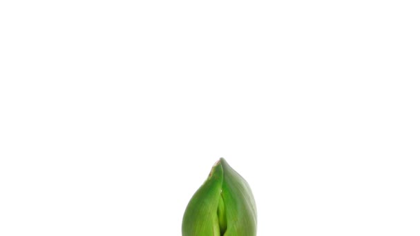 Temps de croissance amaryllis Joker fleur isolée sur blanc 1 