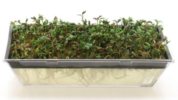 Time-lapse van het kweken en gieten van Cress zaden in kieming vak 7 — Stockvideo