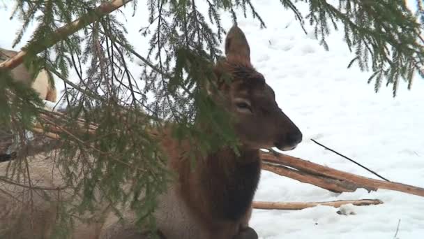 Liegendes Reh im Winter drei — Stockvideo