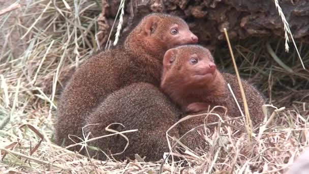 Mangoest familie vijf, close-up — Stockvideo