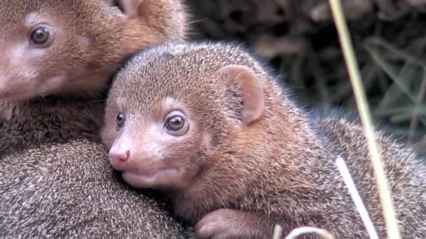 Mongooses family one, close-up — Stock Video