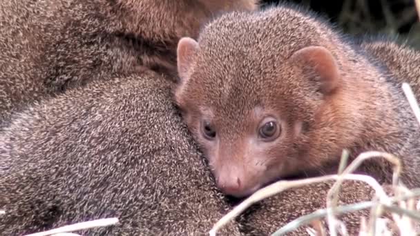 Mongooses family three, close-up — Stock Video