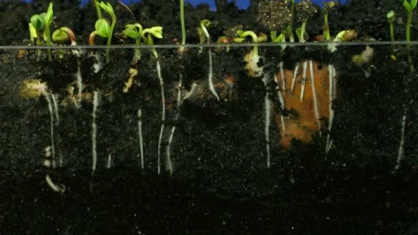 Time-lapse of growing vegetables roots 2 — Stock Video