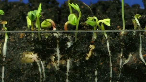 Lapso de tempo de cultivo de vegetais 4 chave croma azul — Vídeo de Stock