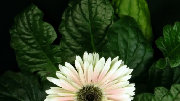 Time-lapse av rosa zinnia blomma växer 2 — Stockvideo