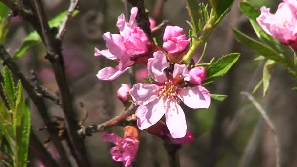 Prunus tenella (krasnolud rosyjski migdałowy) — Wideo stockowe