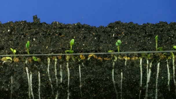 Tijdsverloop van de teelt van Alfalfa-groenten 2 — Stockvideo