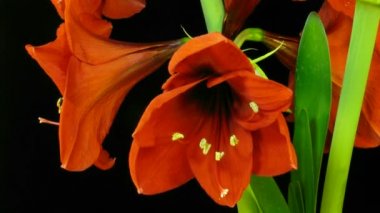 Amaryllis çiçek açan timelapse 8