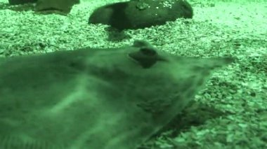 Mavi Benekli Stingray 4 (Taeniura Lymna) 1