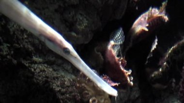 Trompet balığı (Aulostomus maculatus), yakın çekim