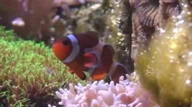 Anemon (Pomacentridae Amphiprioninae) balık iki