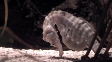 Hipokampus (Seahorse) üç, yakın çekim