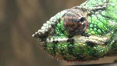 Peçeli Bukalemun (Chamaekeo calyptratus), yakın çekim
