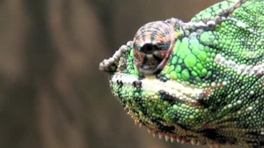 Peçeli Bukalemun (Chamaekeo calyptratus) üç