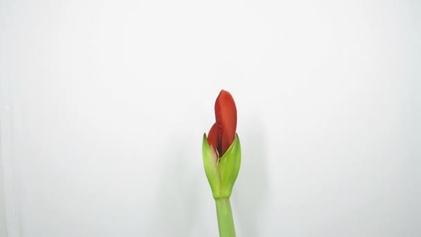 Amaryllis flor florescendo timelapse 2 — Vídeo de Stock